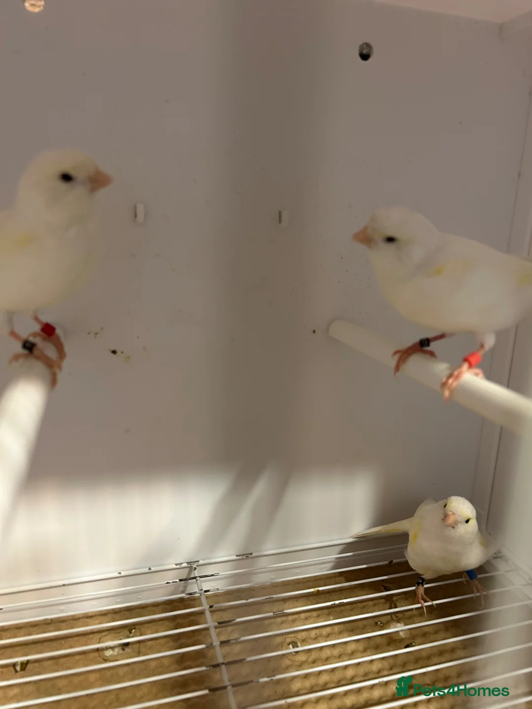 Canaries birds for sale: Yellow dimorphic canaries  - Advert 2