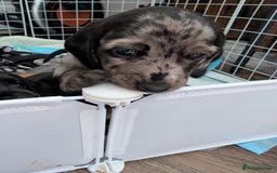 Dachshund dogs for sale: Beautiful Dachshund puppies  - Image 16
