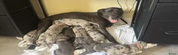Cane Corso dogs for sale: MERLE & BLUE CANE CORSO PUPPIES - Advert 16