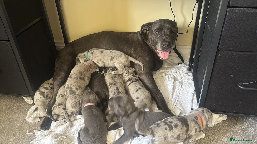 Cane Corso dogs for sale: MERLE & BLUE CANE CORSO PUPPIES - Advert 16