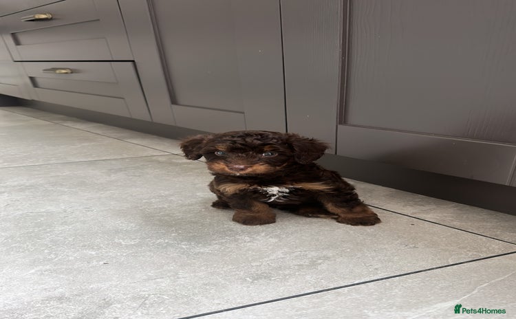 Cockapoo dogs - Advert 6
