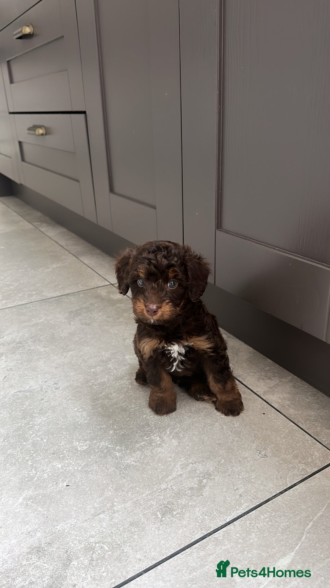 Cockapoo dogs for sale: Cockapoo  - Image 1
