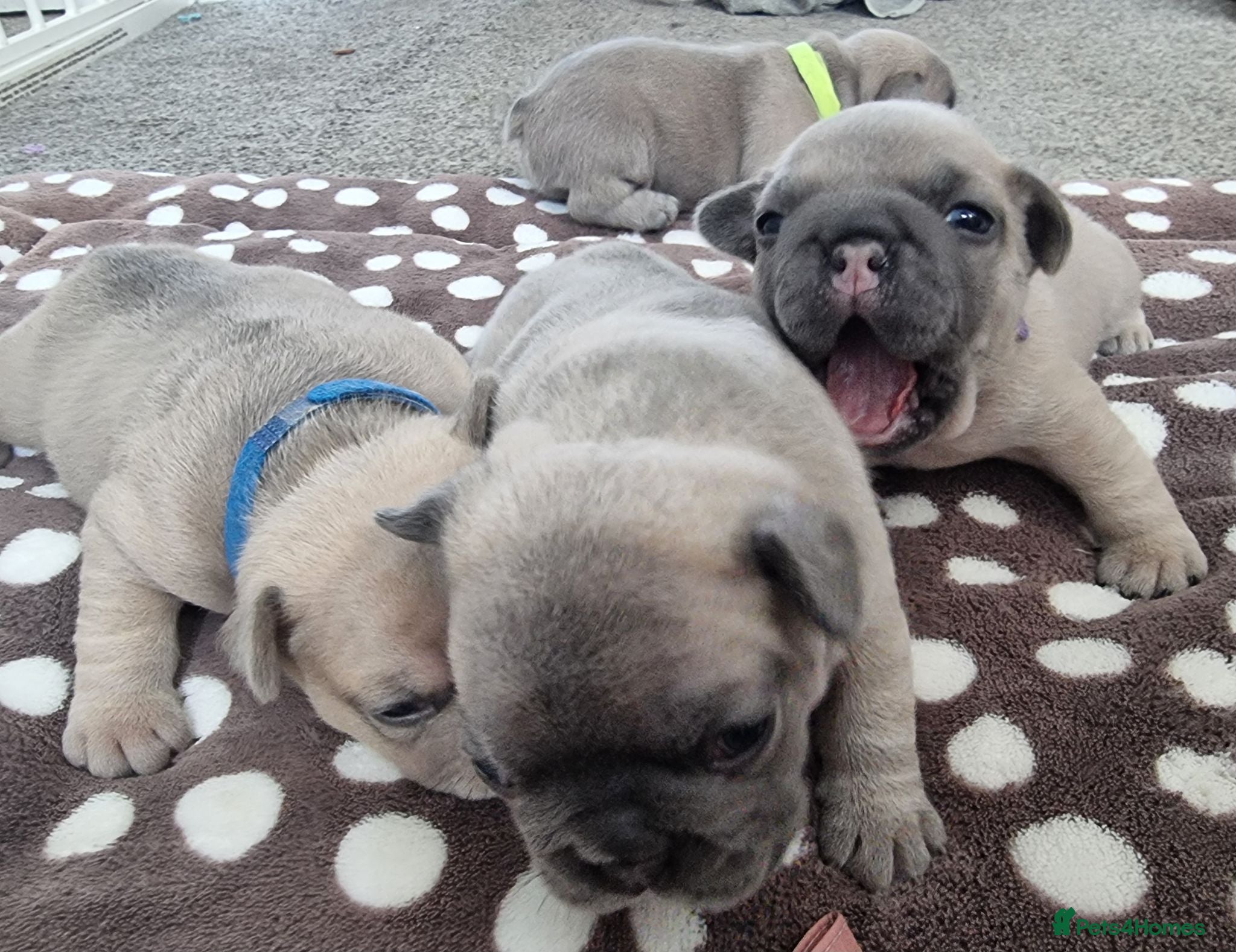 French Bulldog dogs Beautiful litter of 4 French bulldog - Advert 2