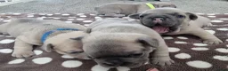 French Bulldog dogs for sale: Beautiful litter of 4 French bulldog - Advert 1