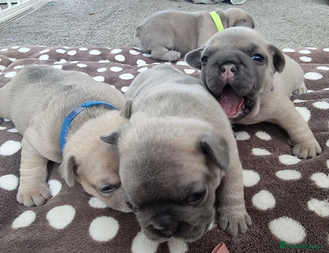 French Bulldog dogs for sale: Beautiful litter of 4 French bulldog - Advert 1