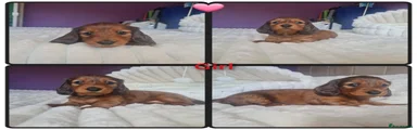 Miniature Dachshund Puppy 4 🩷