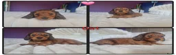 Miniature Dachshund dogs for sale: 4 dapple 2 shaded red Lh puppies,Pra clear - Advert 29