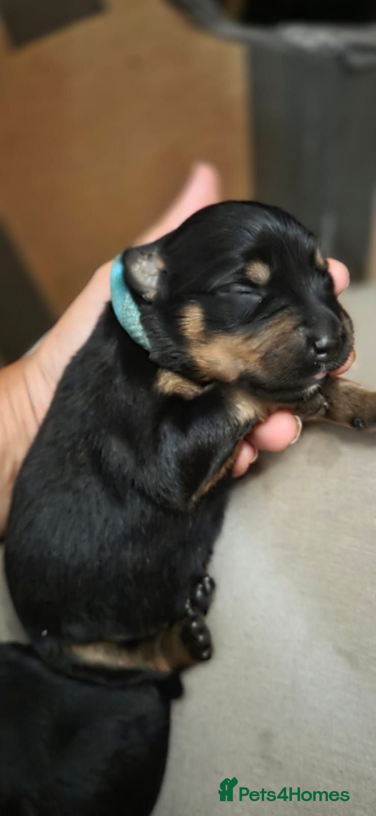 Mixed Breed dogs Beautiful F1B Rottweiler Puppies - Advert 18