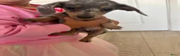 Miniature Dachshund dogs for sale: Miniature dachshunds - Advert 36