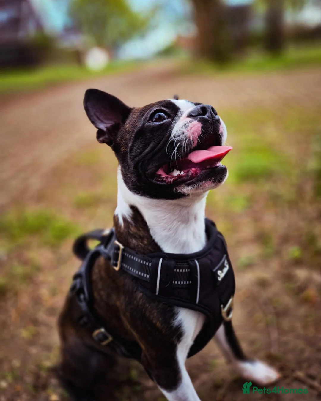 Boston Terrier dogs for stud: KC Registered Brindle Boston Terrier  - Advert 1