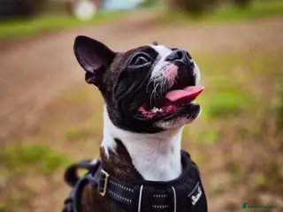 Boston Terrier dogs Brindle Boston Terrier - Advert 5