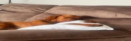 Hungarian Vizsla dogs for sale: Hungarian vizsla  - Advert 2