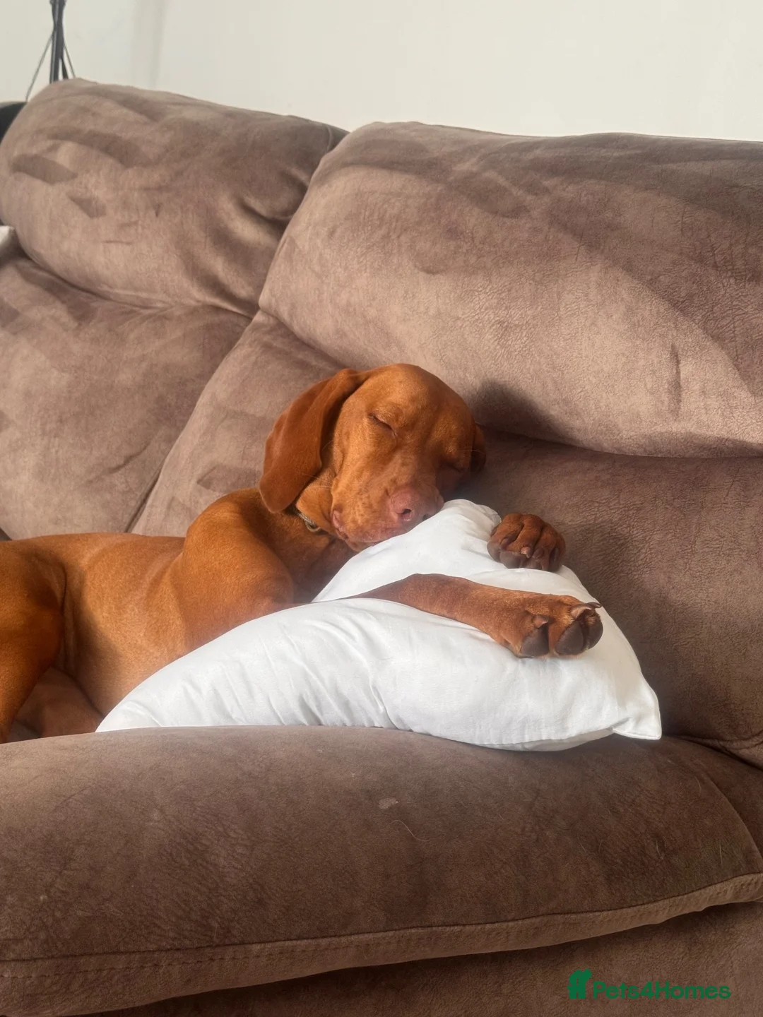 Hungarian Vizsla dogs for sale: Hungarian vizsla  - Advert 2