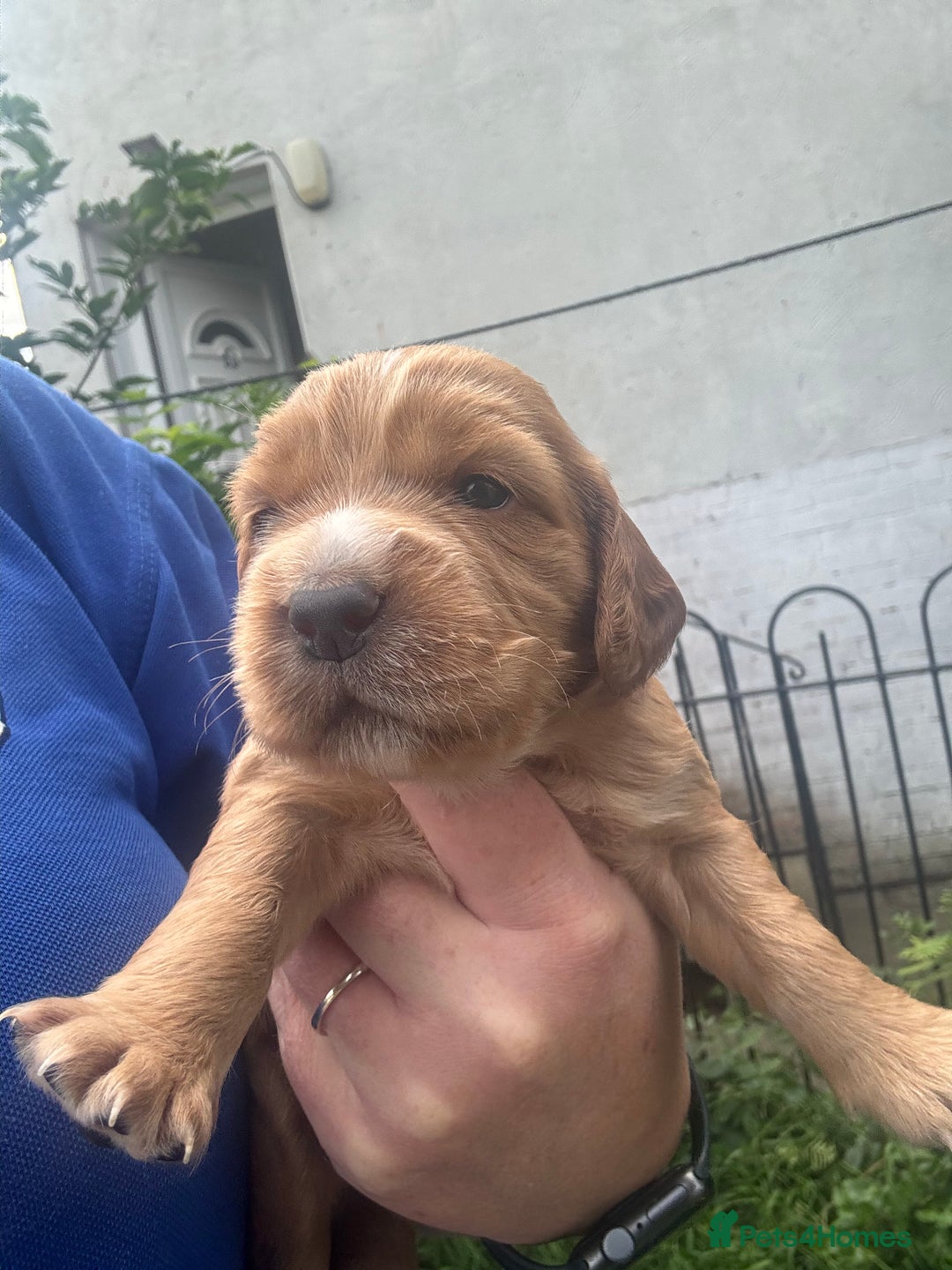 Cocker Spaniel dogs for sale: Cocker spaniel puppies - Image 4