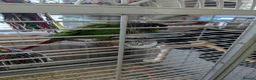 Conures birds for sale: Bonded Pair of Conures (Green Cheek & Pineapple) - Advert 20
