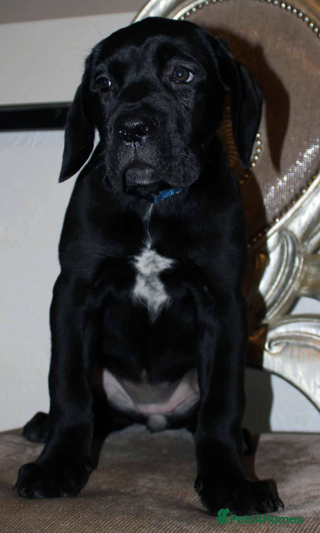 Cane Corso dogs for sale: PRICE DOWN, 1 BOY 2 GIRLS LEFT - Advert 9