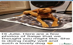 Labrador Retriever dogs for sale: Perfect Litter of 5th Generation Labrador Puppies - Advert 19