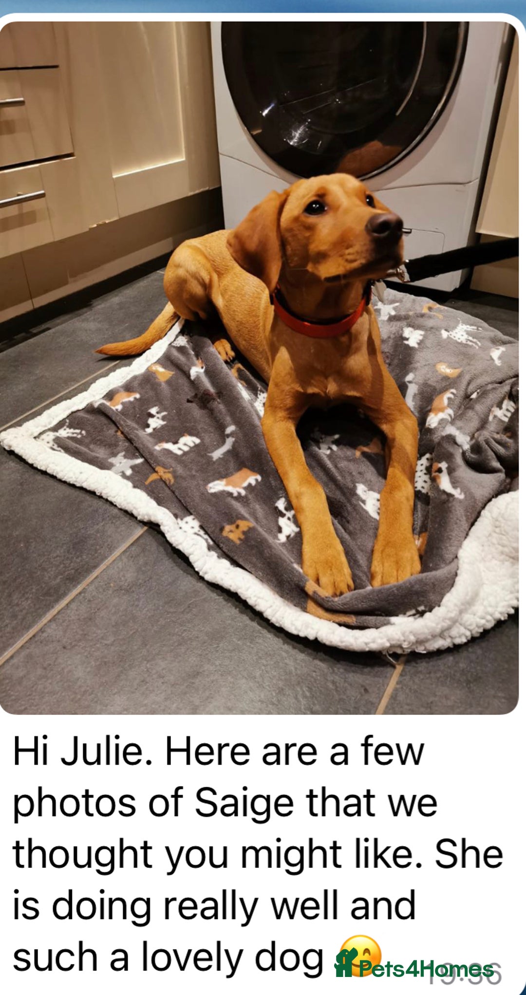 Labrador Retriever dogs for sale: Perfect Litter of 5th Generation Labrador Puppies - Advert 19