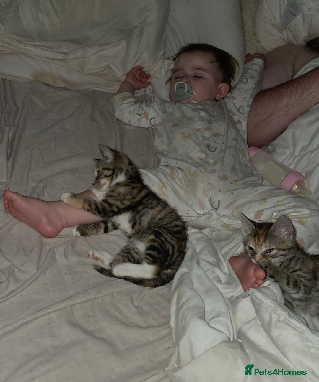 Mixed Breed cats for sale: Torti n tabby girls - Advert 5