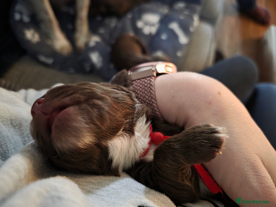 Cocker Spaniel dogs for sale: Beautiful Spaniel pups! - Advert 12