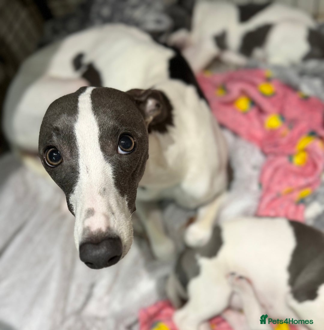 Whippet dogs for sale: blue and white whippet pups  - Advert 1