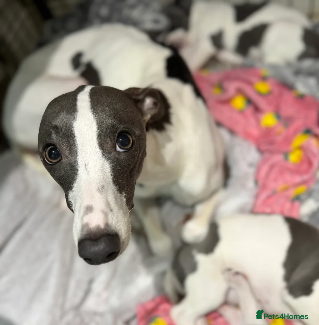 Whippet dogs for sale: blue and white whippet pups  - Advert 1
