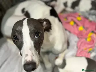 Whippet dogs blue and white whippet pups - Advert 10