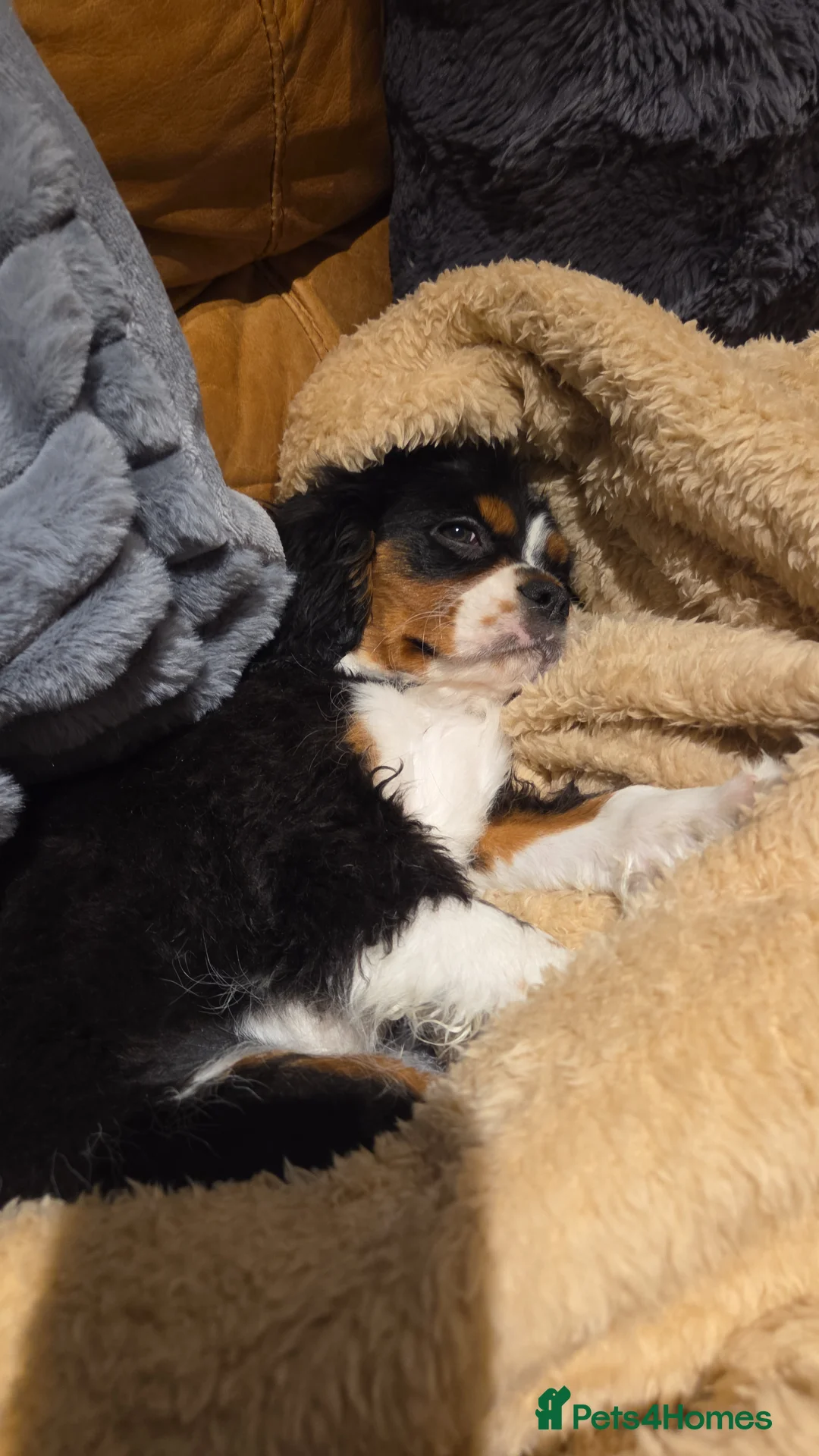 Cavalier King Charles Spaniel dogs for sale: King Charles cavalier  in Perth - Advert 6