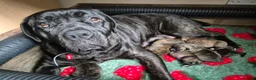 Mixed Breed dogs for sale: Beautiful Brindle Cane Corso/ Mastiff pups - Advert 1