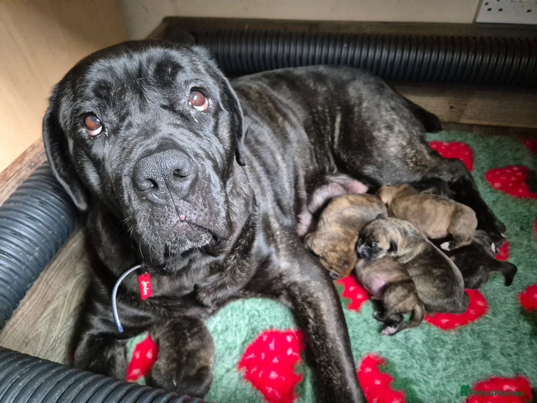 Mixed Breed dogs for sale: Beautiful Brindle Cane Corso/ Mastiff pups - Advert 1