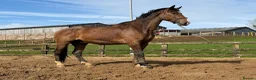 Danish Warmblood horses for sale: Mali - Summer Project Gelding  - Advert 5
