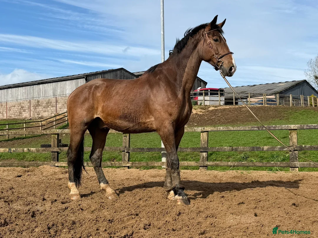 Danish Warmblood horses for sale: Mali - Summer Project Gelding  - Advert 5
