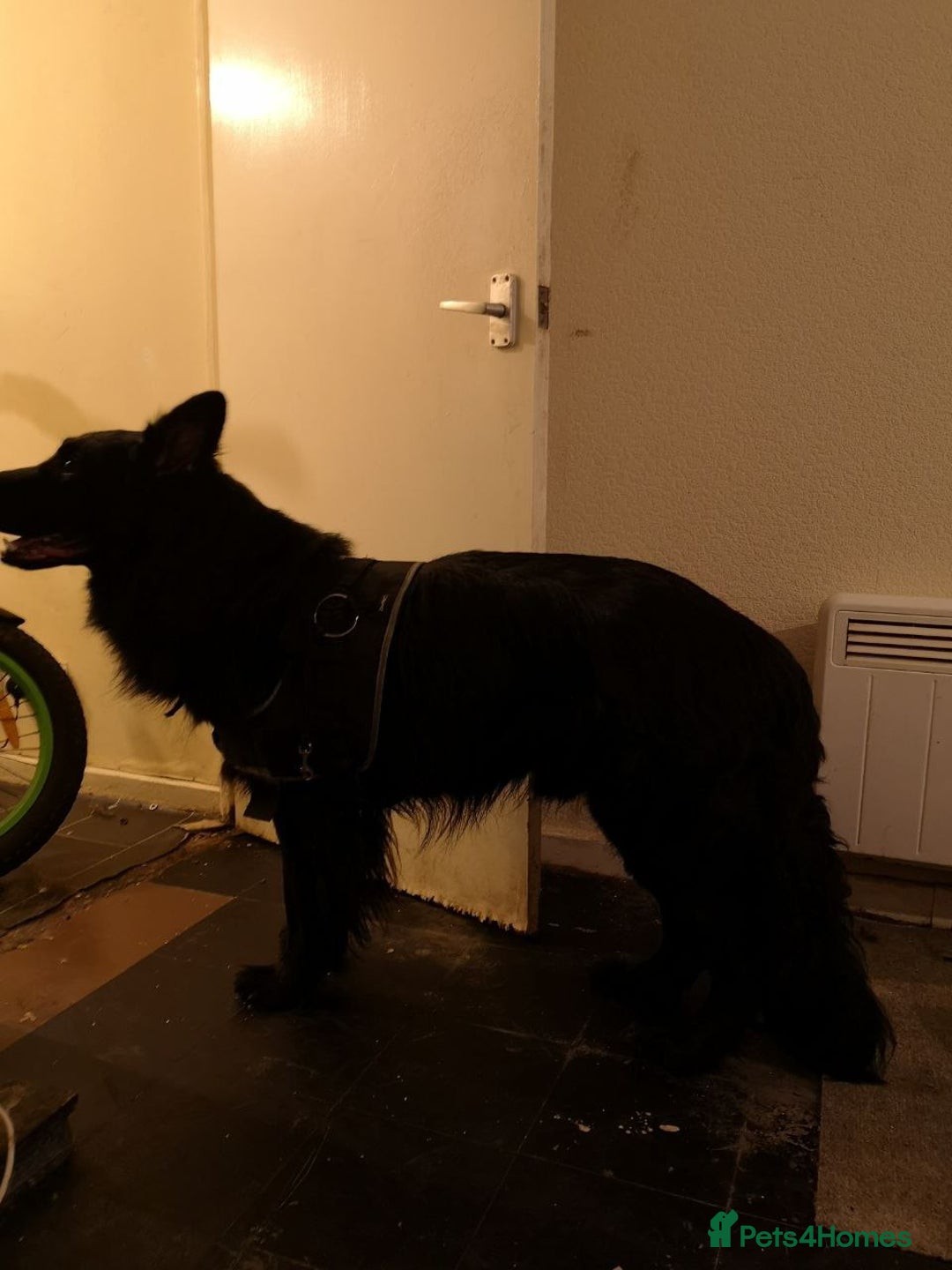 German Shepherd dogs for sale: One large straight back male puppy 11 weeks - Advert 8