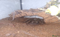 Spiders invertebrates for sale: 4 Tarantulas and Enclosures  - Image 3