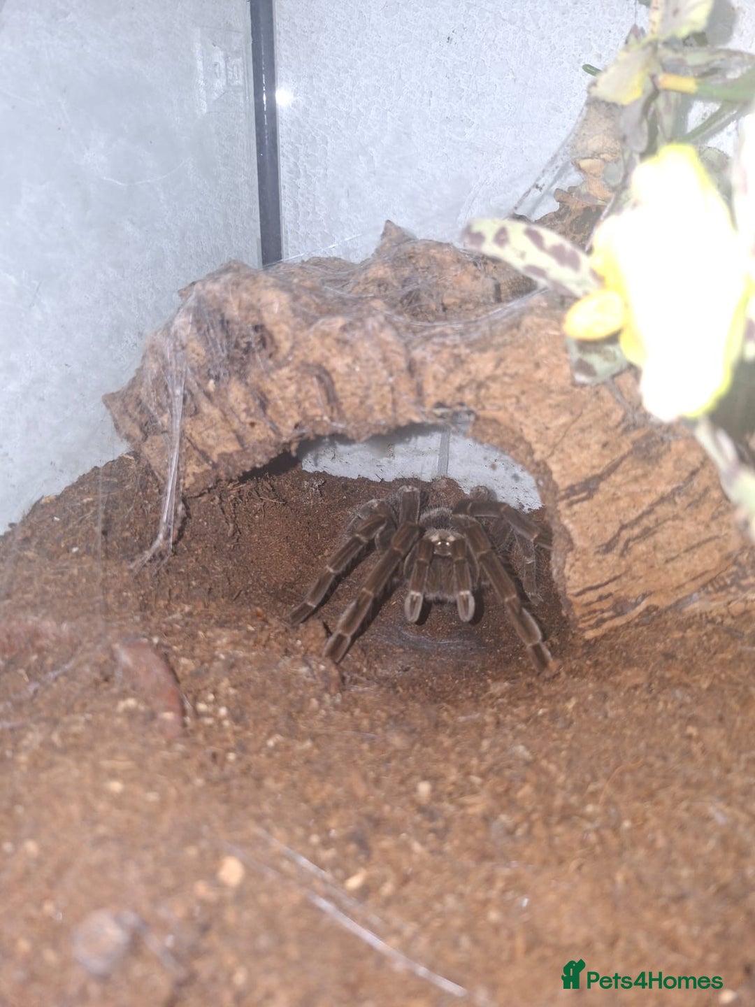 Spiders invertebrates for sale: 4 Tarantulas and Enclosures  - Image 3
