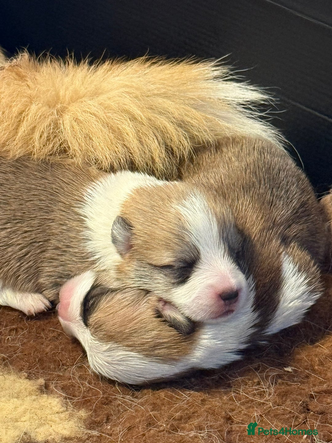 Welsh Corgi Pembroke dogs for sale: Top Pembrokeshire corgis fab Health & temprement  - Image 1