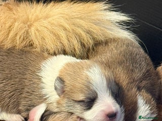 Welsh Corgi Pembroke dogs - Advert 35