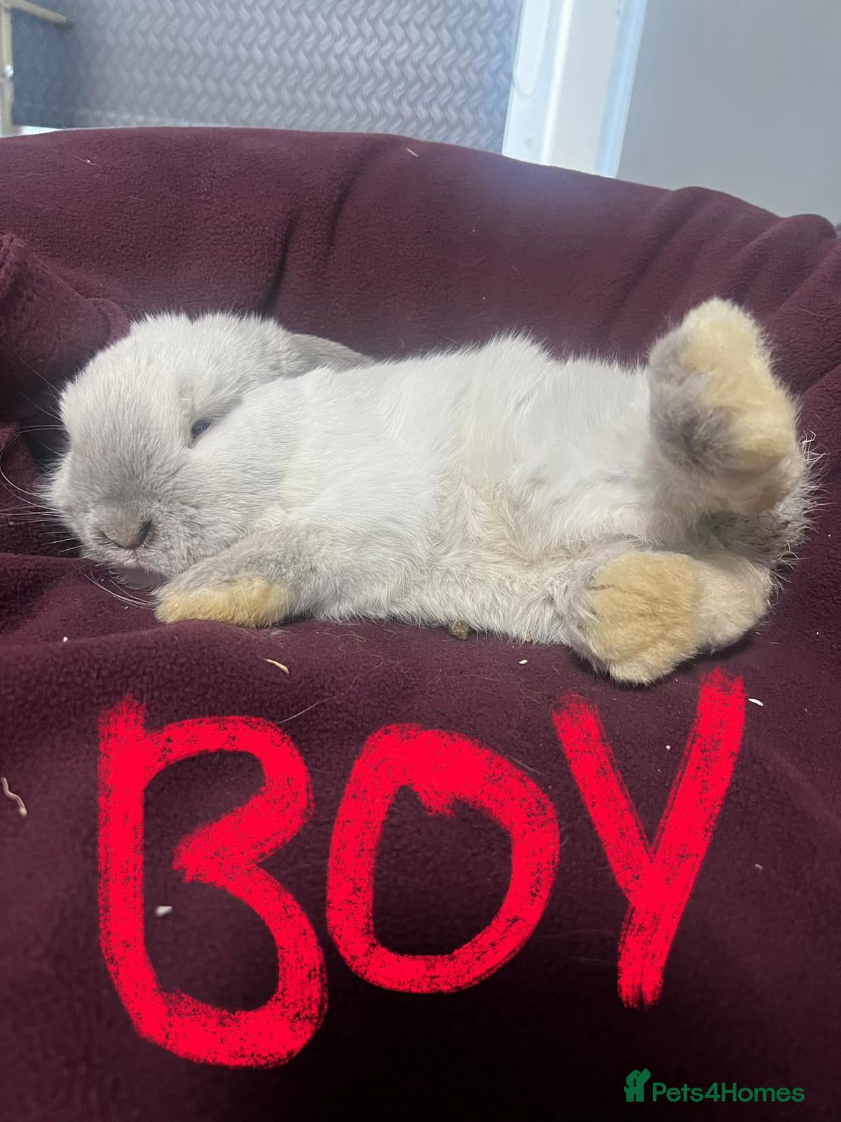 Mini Lion Lop rabbits Mini lop - Advert 2