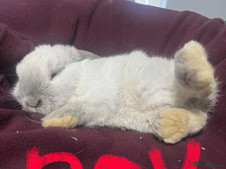 Mini Lion Lop rabbits Mini lop - Advert 2