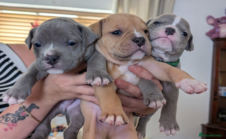English Bulldog dogs for sale - Advert 2