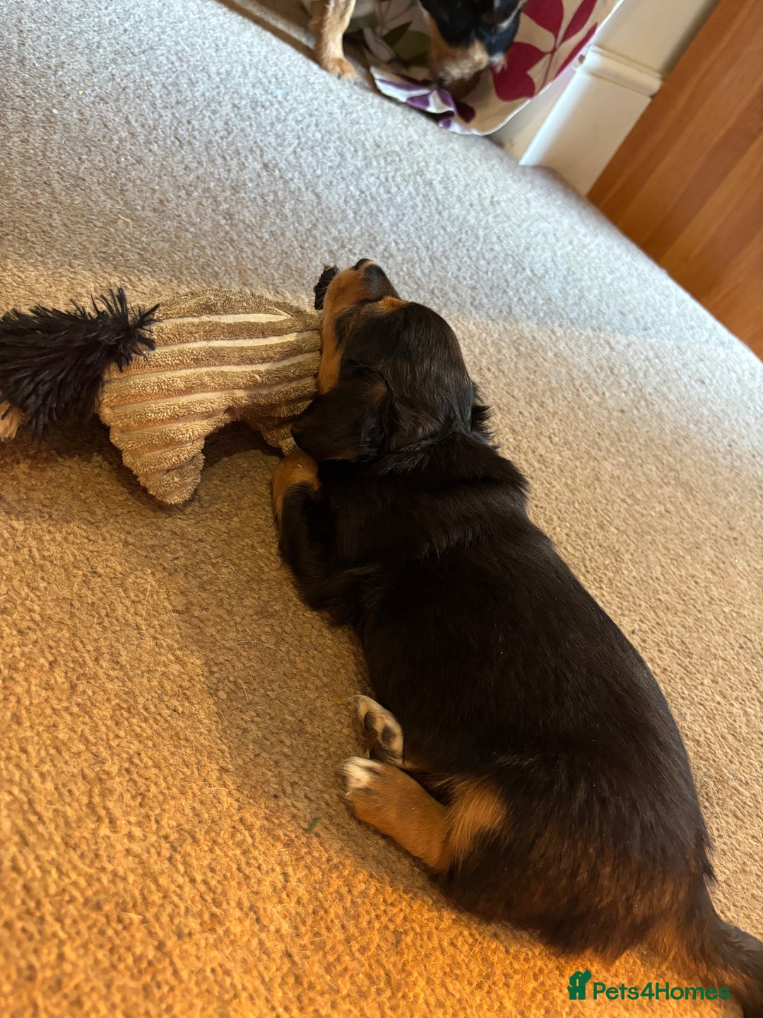 Jack Russell dogs for sale: Jack Russell terrier Pups!  - Advert 24