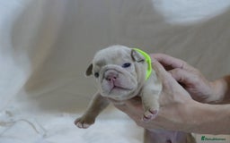 English Bulldog dogs for sale: 7 gorgeous mr muscles puppies looking for a home  - Image 3