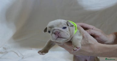 English Bulldog dogs - Advert 1