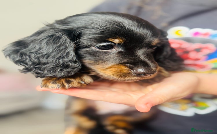 Miniature Dachshund dogs - Advert 1