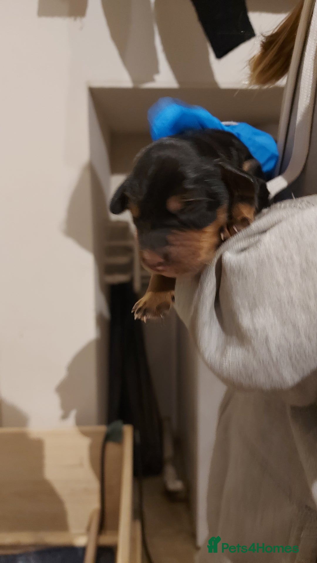 Cocker Spaniel dogs for sale: KC Registered Working Cocker Puppies  - Advert 8