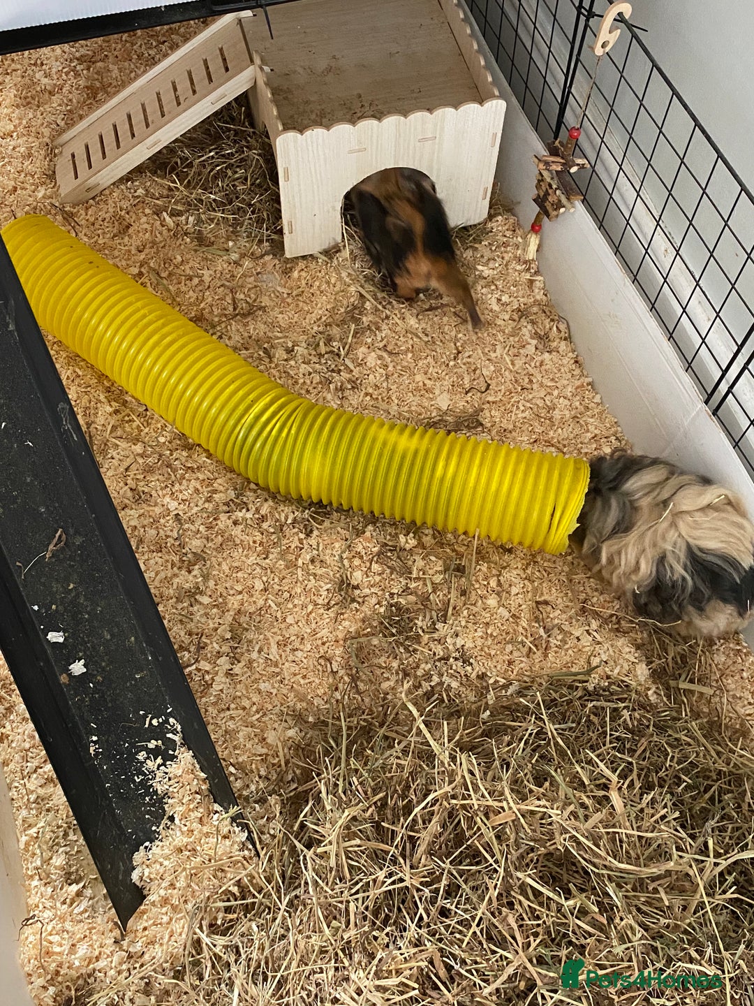 Guinea Pig rodents for sale: Female bonded trio  - Image 8