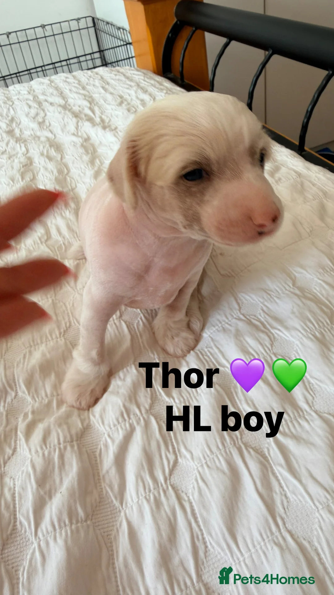 Chinese Crested dogs for sale: Pure breed Chinese Crested  - Advert 2