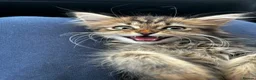 Mixed Breed cats for sale: Mixed breed Persian in Melton Mowbray - Advert 1
