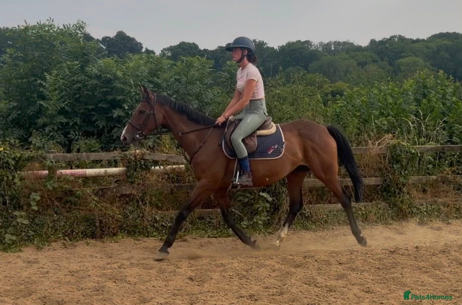 Irish Sports horses Lily - easy summer project with lots to offer  - Advert 7