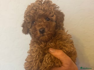 Toy Poodle dogs Fabulous toy poodle puppy - Advert 3